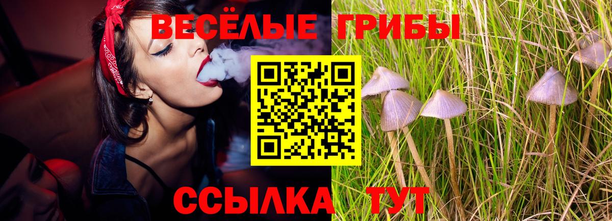 купить наркотик  Котлас  Галлюциногенные грибы MAGIC MUSHROOMS 